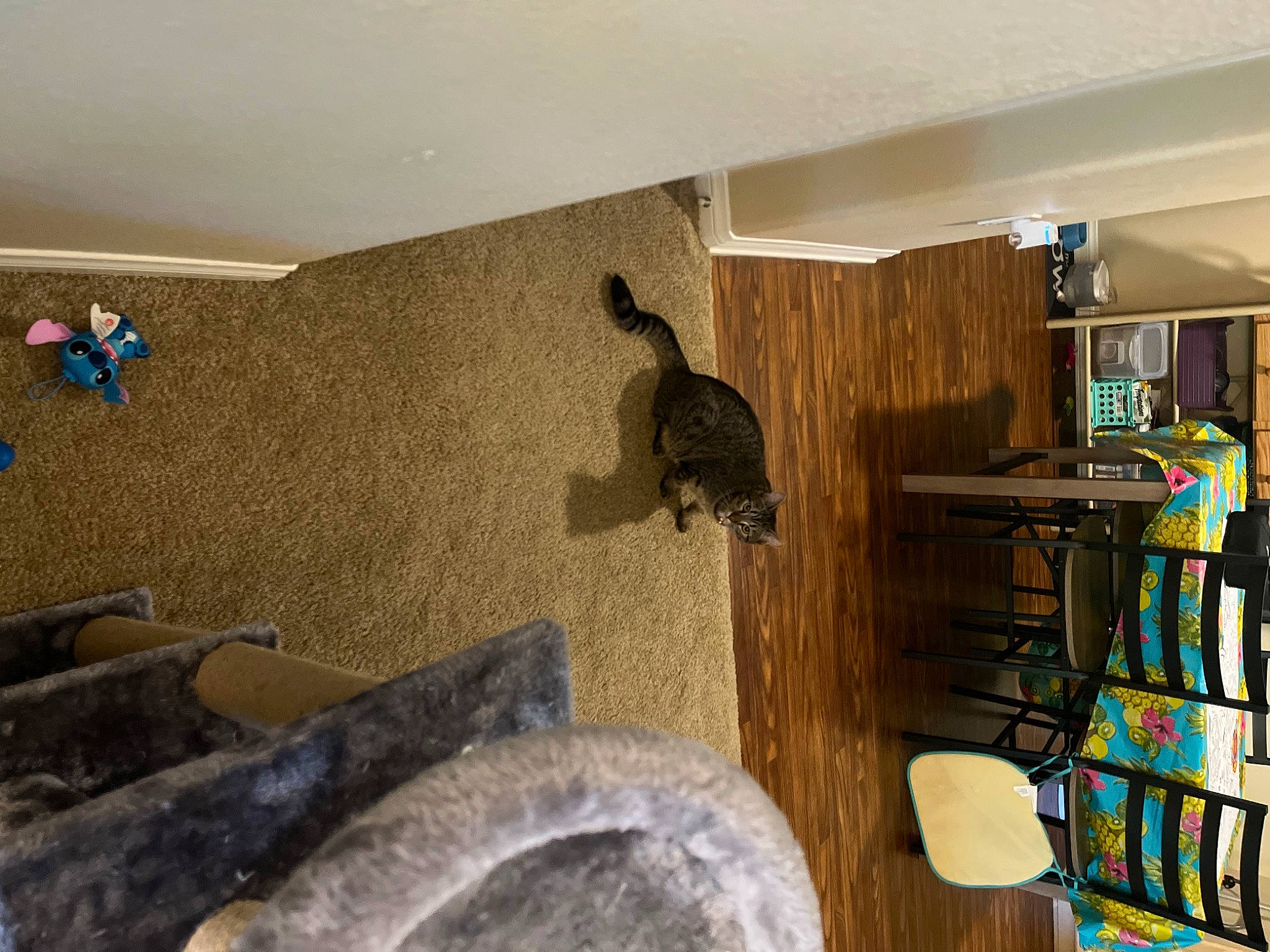 Fern joined the competition — help win amazing prizes! architecture, art, bookcase, building, ceiling, comfort, floor, flooring, hardwood, house, interior_design, living_room, room, shelf, shelving, stairs, terrestrial_animal, wall, wood, wood_stain