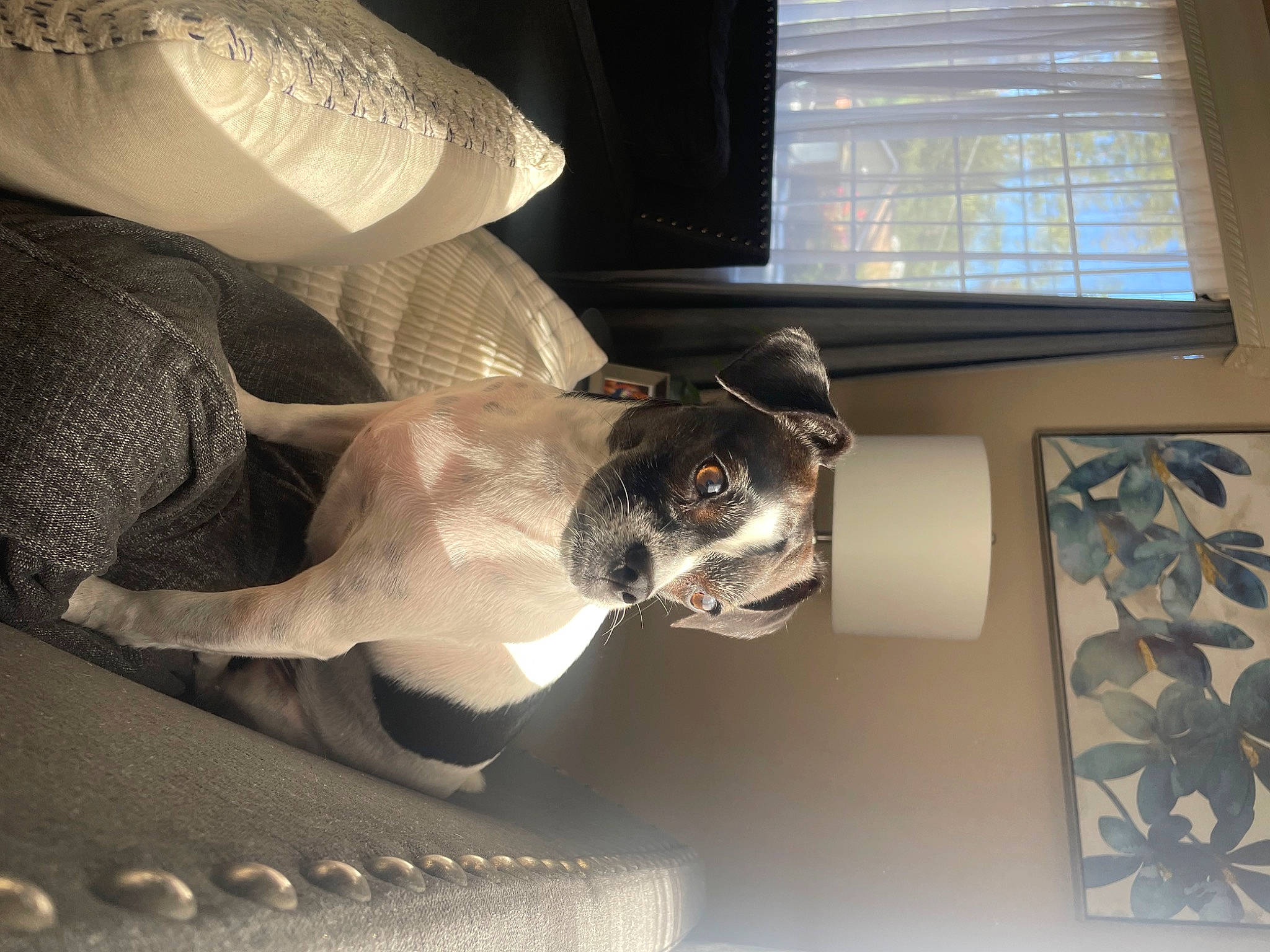 Kally joined the competition — help win amazing prizes! automotive_design, car_seat, car_seat_cover, carnivore, comfort, companion_dog, couch, dog, elbow, flooring, glass, human_leg, interior_design, linens, metal, room, tints_and_shades, vehicle_door, window, wrist