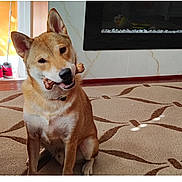 Zal is registered to the contest to win money with this photo: dog, shiba_inu, bone, carpet, indoor, pet, animal, cute, head_tilt, floor, fireplace, shoes, door, collar, fur, happy, sitting, mouth, toy, house