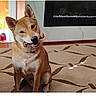 dog, shiba_inu, bone, carpet, indoor, pet, animal, cute, head_tilt, floor, fireplace, shoes, door, collar, fur, happy, sitting, mouth, toy, house