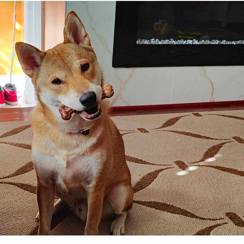 Zal is registered to the contest to win money with this photo: dog, shiba_inu, bone, carpet, indoor, pet, animal, cute, head_tilt, floor, fireplace, shoes, door, collar, fur, happy, sitting, mouth, toy, house