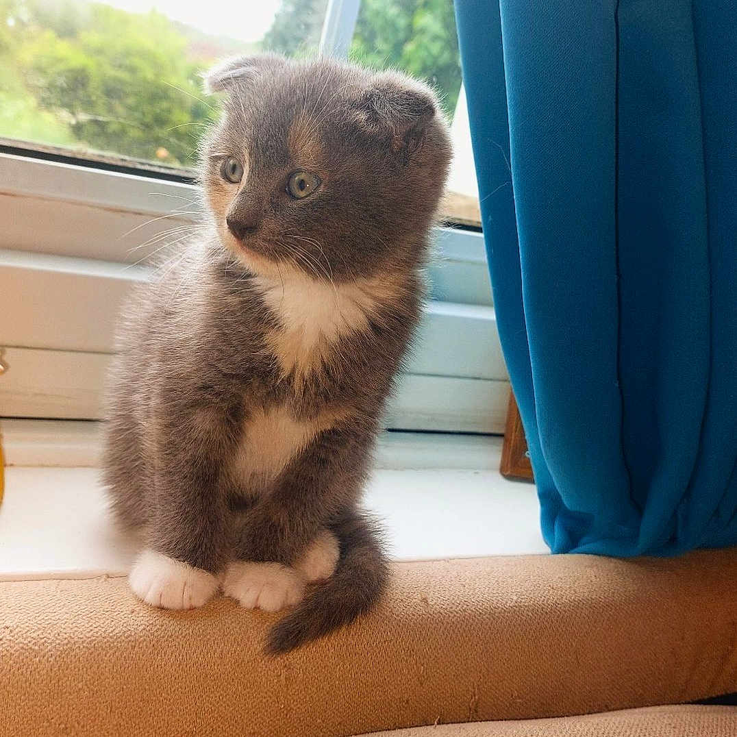 Feebee joined the competition — help win amazing prizes! animal, architecture, building, canine, cat, couch, curtain, cushion, dog, face, furniture, homedecor, indoors, kitten, livingroom, manx, pet, puppy, room, window