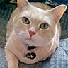 King Henry is registered to the contest to win money with this photo: cat, cream_colored, green_eyes, collar, bells, close_up, pet, feline, indoor, resting, looking_at_camera, cute, whiskers, ears, paw, fur, domestic_animal, animal, mammal, relaxed