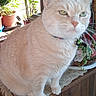 King Henry joined the competition — help win amazing prizes! cat, feline, pet, cream_colored, collar, bell, wooden_cabinet, potted_plants, indoor, lace_doily, curious, sitting, whiskers, tail, fur, green_eyes, close_up, domestic_animal, houseplant, natural_light