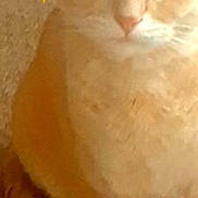 King Henry joined the competition — help win amazing prizes! cat, tabby, orange_cat, pet, animal, indoor, carpet, sitting, feline, cute, whiskers, ears, tail, paw, yellow_emoji, sparkle, closeup, portrait, pet_portrait, furry