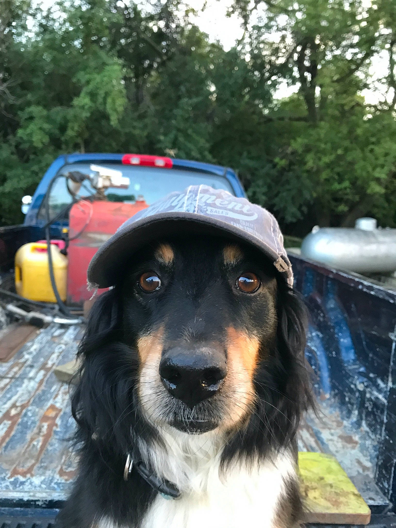 Jake Farm Dog Anderson joined the competition — help win amazing prizes! canidae, carnivore, companion_dog, dog, dog_breed, english_shepherd, hovawart, mammal, rare_breed_dog, snout, sporting_group, vertebrate, working_dog