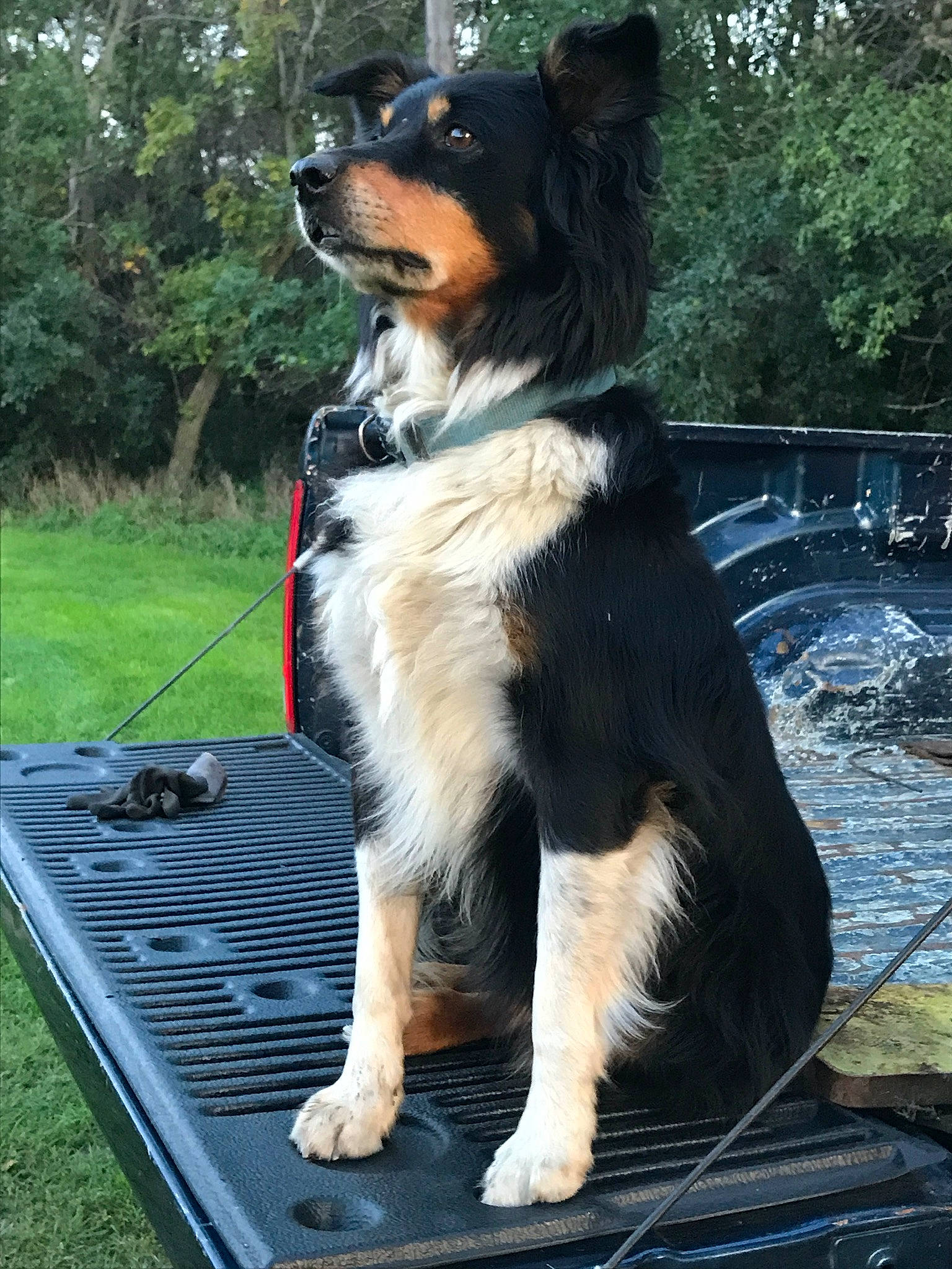 Jake Farm Dog Anderson is registered to the contest to win money with this photo: australian_shepherd, bernese_mountain_dog, border_collie, canidae, carnivore, companion_dog, dog, dog_breed, english_shepherd, herding_dog, mammal, rare_breed_dog, sporting_group, vertebrate, working_dog