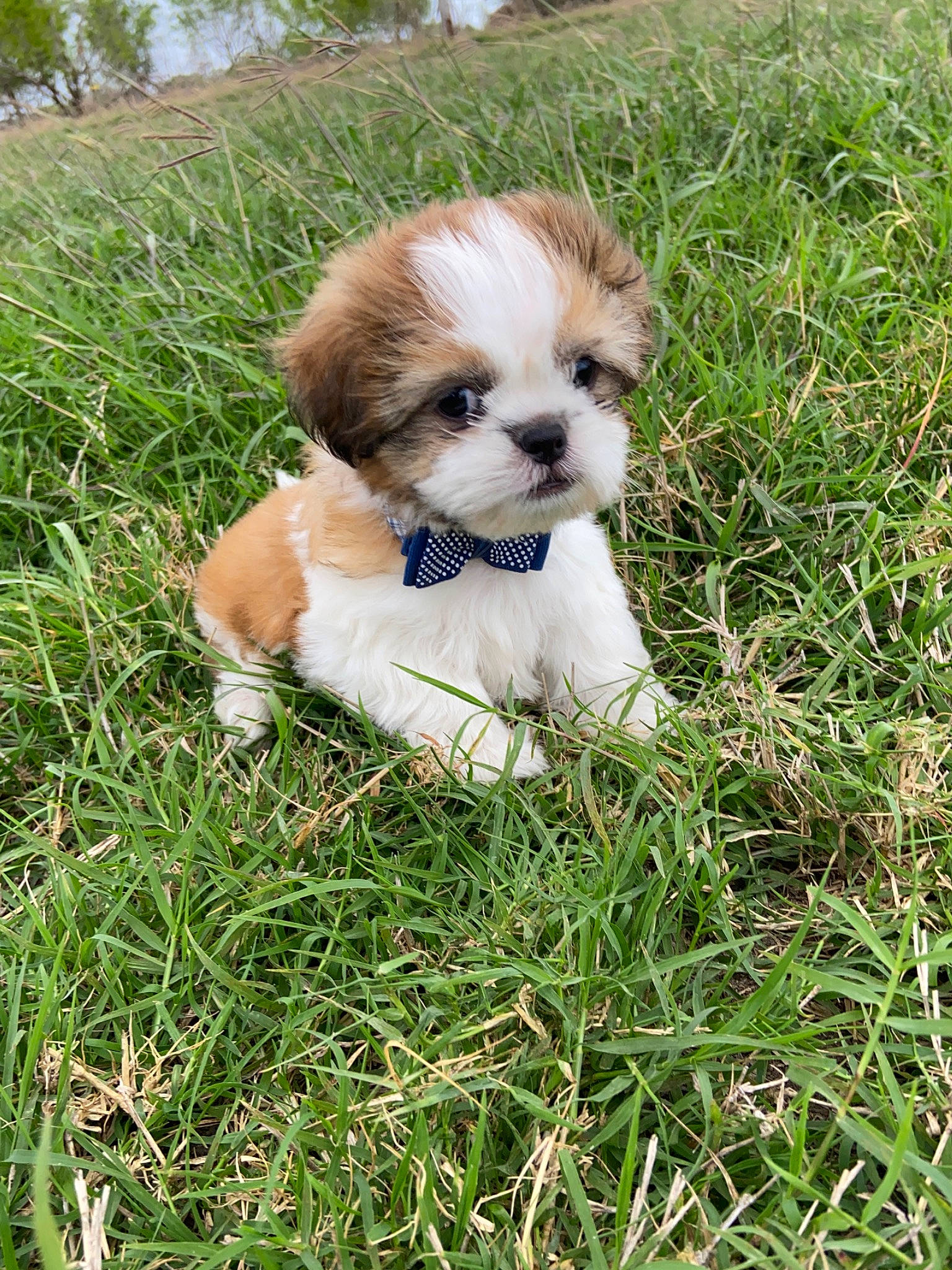 Levi is registered to the contest to win money with this photo: canidae, carnivore, cavachon, chinese_imperial_dog, companion_dog, dog, dog_breed, grass, havanese, lhasa_apso, mal_shi, maltepoo, mammal, non_sporting_group, puppy, rare_breed_dog, shih_tzu, sporting_group, toy_dog, vertebrate