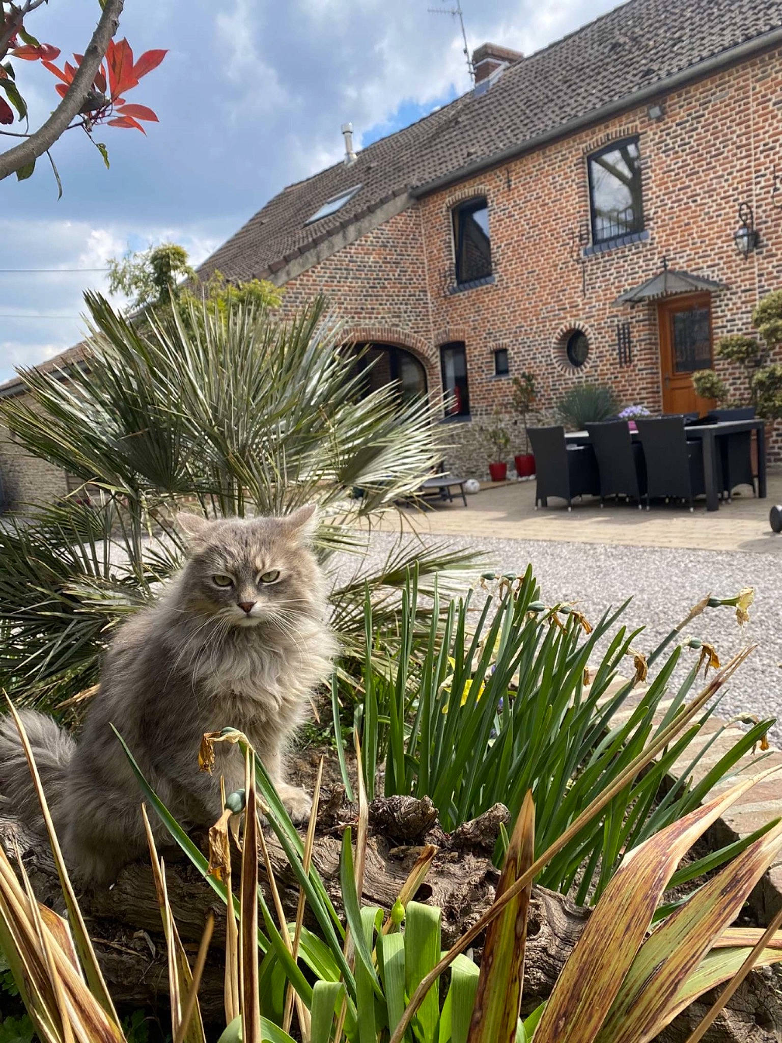 Sheldon a rejoint le concours — aidez-le/la à gagner de superbes lots ! arecales, botany, building, cat, cloud, felidae, flowering_plant, grass, grass_family, house, landscape, palm_tree, plant, sky, small_to_medium_sized_cats, spring, tree, vegetation, whiskers, window