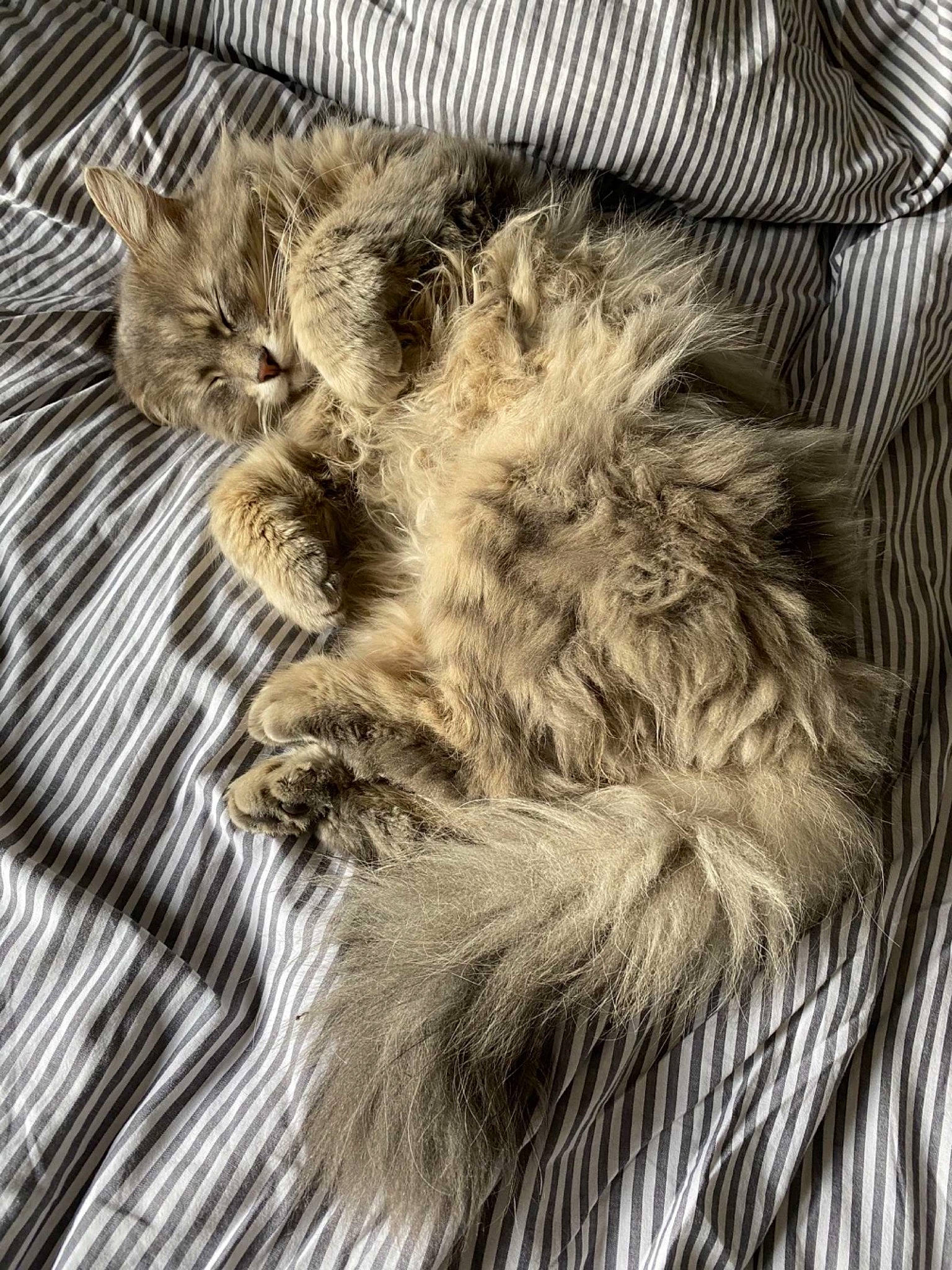 Sheldon participe au concours pour gagner de l'argent avec cette photo : british_longhair, carnivore, cat, claw, comfort, domestic_short_haired_cat, felidae, fur, grey, maine_coon, monochrome, monochrome_photography, natural_material, paw, small_to_medium_sized_cats, snout, tail, terrestrial_animal, whiskers, wood