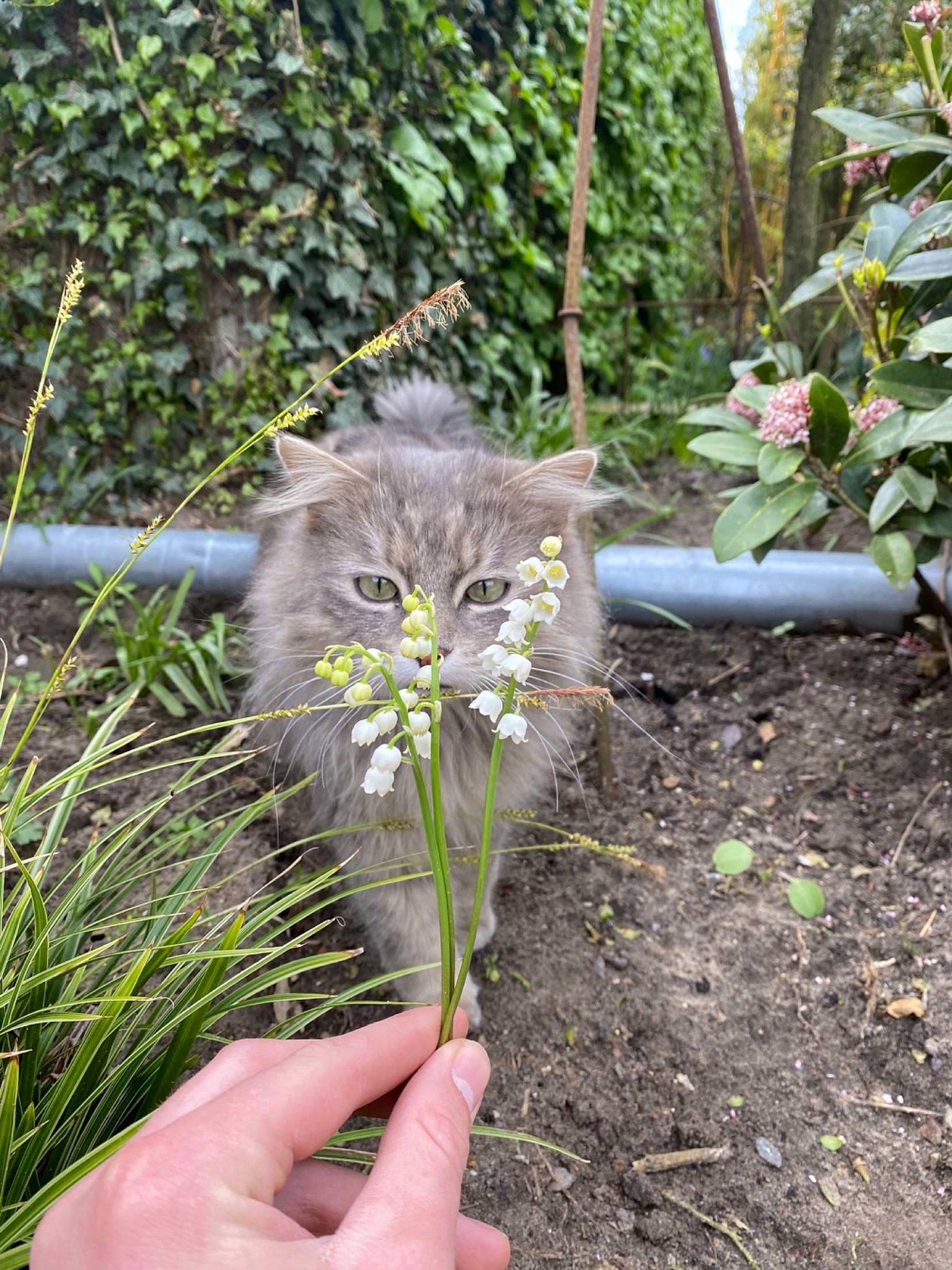 Sheldon a rejoint le concours — aidez-le/la à gagner de superbes lots ! annual_plant, carnivore, cat, domestic_short_haired_cat, felidae, flower, flowering_plant, fur, grass, groundcover, herbaceous_plant, plant, plant_stem, small_to_medium_sized_cats, soil, subshrub, terrestrial_animal, terrestrial_plant, whiskers