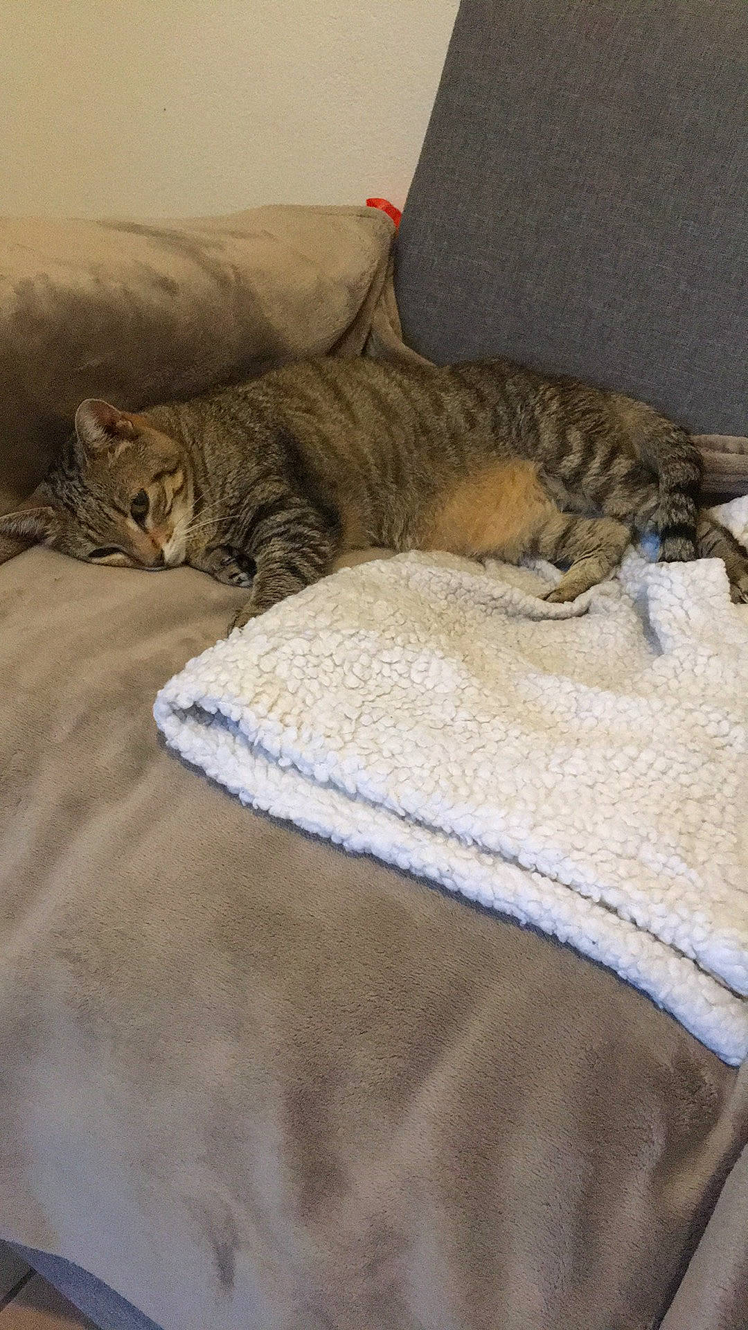 Lola a rejoint le concours — aidez-le/la à gagner de superbes lots ! bed, bed_sheet, bedding, carnivore, cat, comfort, domestic_short_haired_cat, fawn, felidae, fur, linens, mammal, small_to_medium_sized_cats, snout, tail, terrestrial_animal, vertebrate, whiskers, wildlife, wood