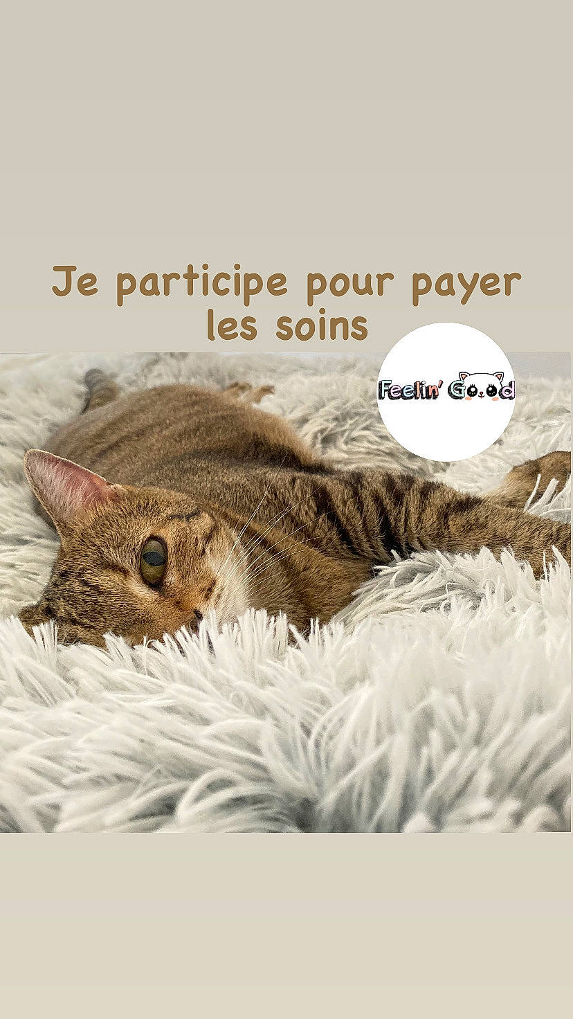 Lola a rejoint le concours — aidez-le/la à gagner de superbes lots ! art, carnivore, cat, domestic_short_haired_cat, felidae, font, fur, grass, happy, illustration, photo_caption, plant, small_to_medium_sized_cats, snout, tail, terrestrial_animal, whiskers, wildlife
