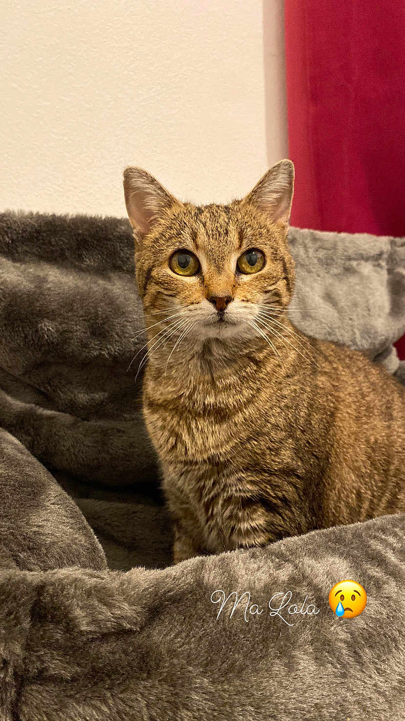 Lola