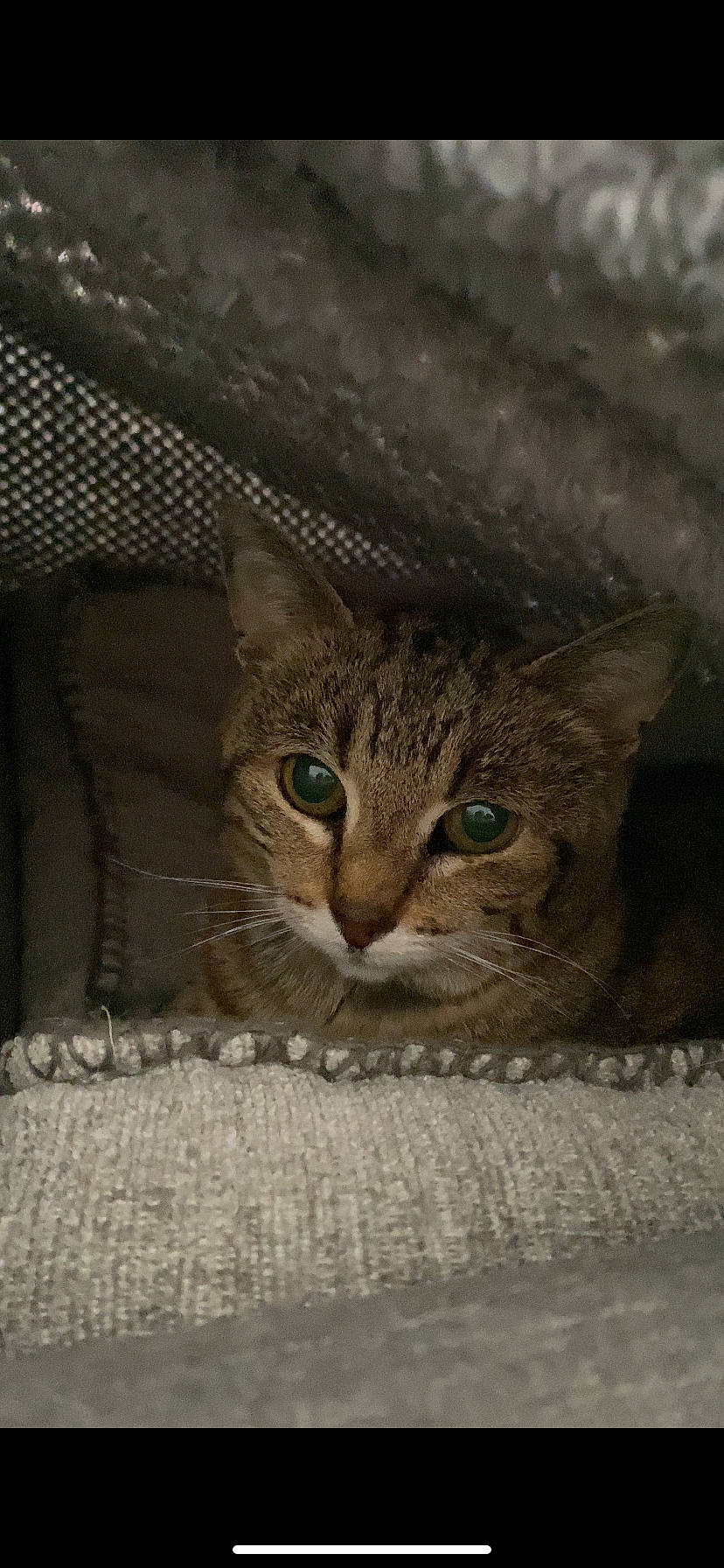 Lola a rejoint le concours — aidez-le/la à gagner de superbes lots ! brown, carnivore, cat, claw, domestic_short_haired_cat, door, eye, felidae, fur, human_body, small_to_medium_sized_cats, snout, terrestrial_animal, tree, whiskers, wildlife, window, wood