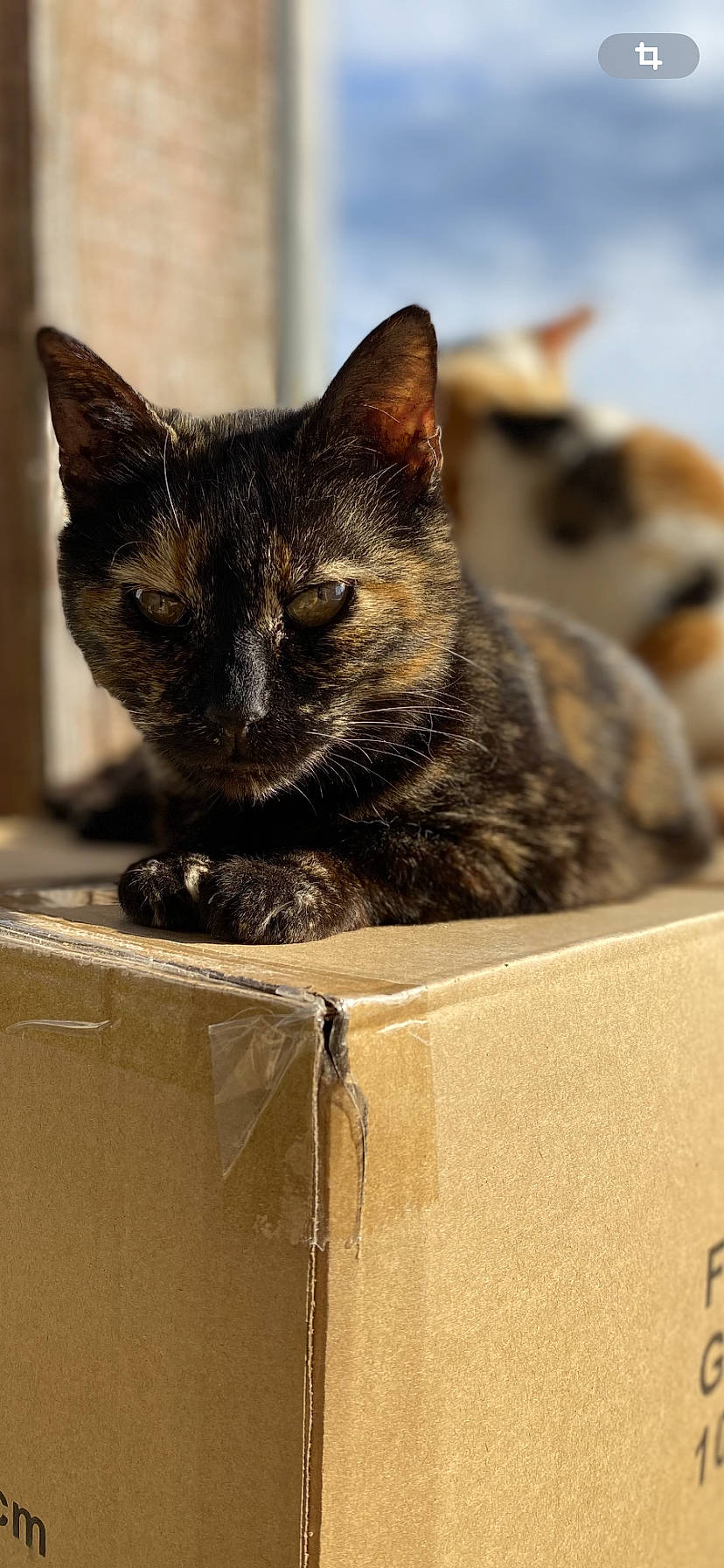 Etay a rejoint le concours — aidez-le/la à gagner de superbes lots ! box, cardboard, carnivore, carton, cat, cat_supply, domestic_short_haired_cat, felidae, fur, packaging_and_labeling, packing_materials, pet_supply, shipping_box, small_to_medium_sized_cats, snout, whiskers, wildlife, window, wood