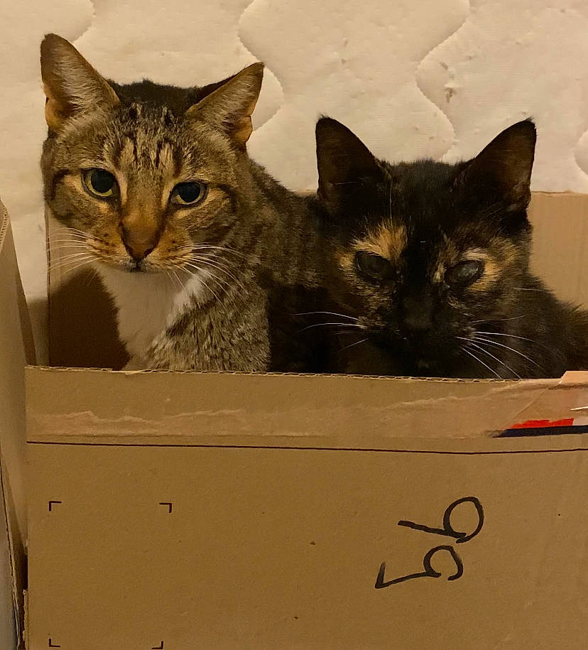 Etay a rejoint le concours — aidez-le/la à gagner de superbes lots ! box, cardboard, carnivore, carton, cat, domestic_short_haired_cat, felidae, fur, handwriting, packaging_and_labeling, paper_product, paw, photo_caption, shipping_box, small_to_medium_sized_cats, snout, whiskers, window, wood