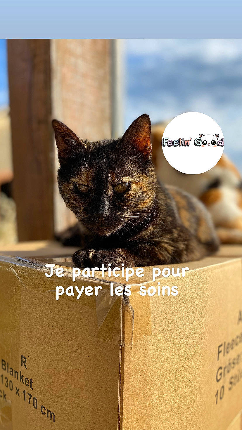 Etay a rejoint le concours — aidez-le/la à gagner de superbes lots ! box, brand, cardboard, carnivore, carton, cat, domestic_short_haired_cat, event, felidae, font, fur, packaging_and_labeling, paper_product, photo_caption, shipping_box, small_to_medium_sized_cats, snout, terrestrial_animal, whiskers, wildlife