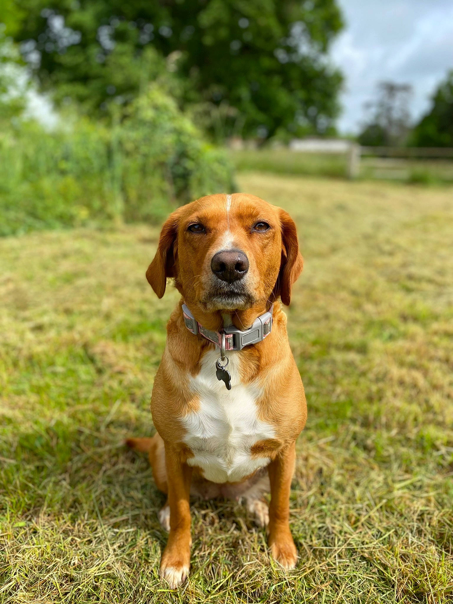 Laly a rejoint le concours — aidez-le/la à gagner de superbes lots ! ball, canidae, carnivore, companion_dog, dog, dog_breed, fawn, grass, gun_dog, hound, liver, plant, prairie, sky, snout, sporting_group, terrestrial_animal, tree, wildlife, working_animal