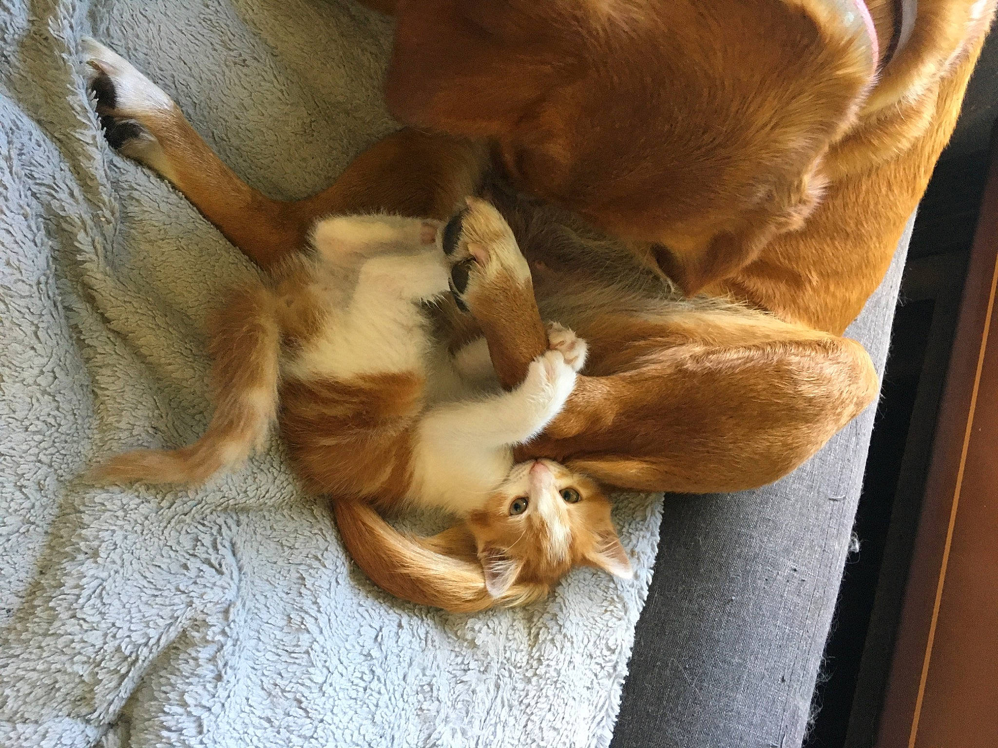 Laly a rejoint le concours — aidez-le/la à gagner de superbes lots ! canidae, carnivore, comfort, companion_dog, dog, dog_breed, fawn, felidae, fur, liver, nap, paw, puppy, sleep, small_to_medium_sized_cats, snout, tail, whiskers, wood, working_animal