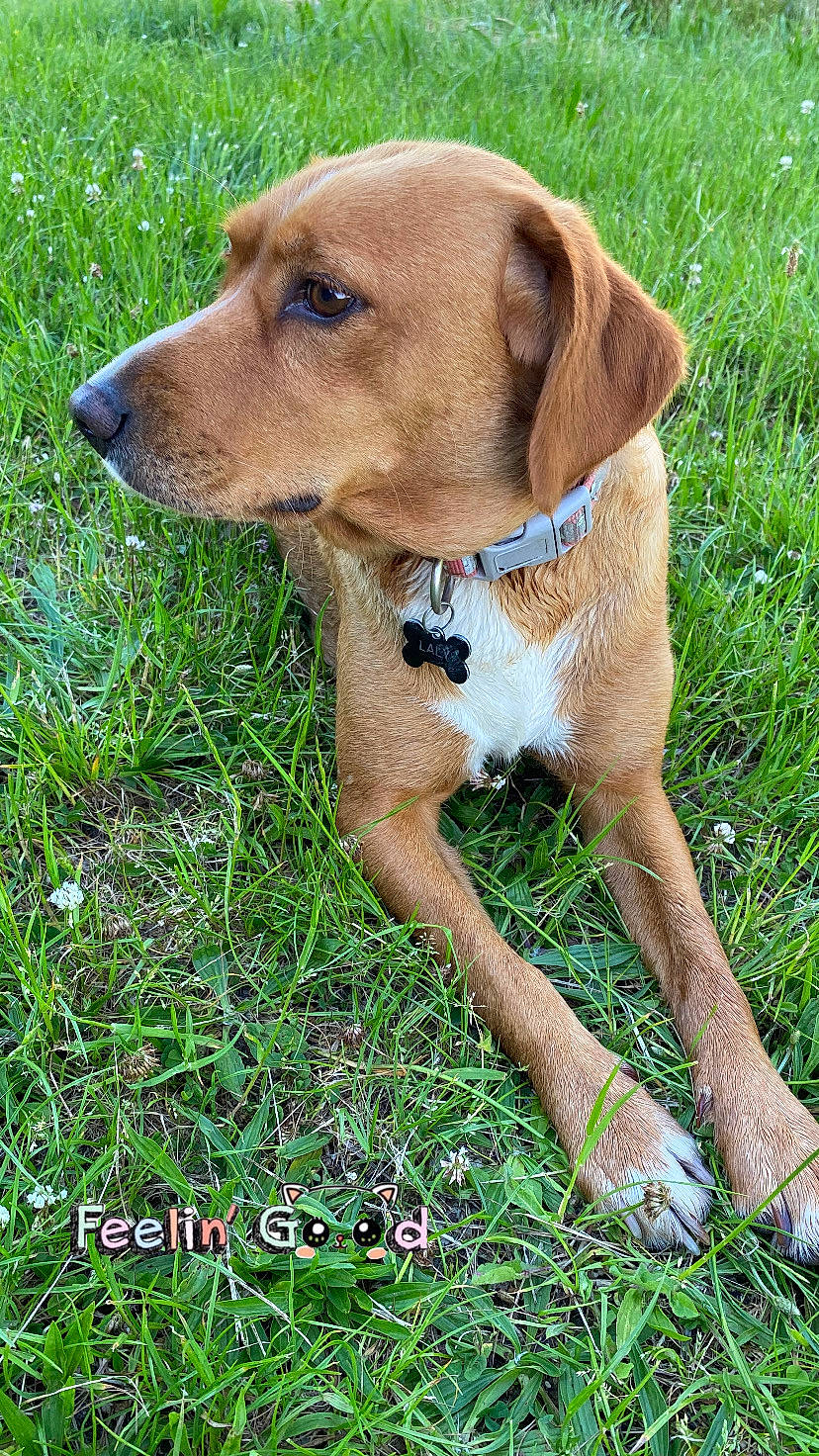Laly participe au concours pour gagner de l'argent avec cette photo : carnivore, collar, companion_dog, dog, dog_breed, dog_collar, fawn, grass, grassland, groundcover, gun_dog, liver, plant, pointing_breed, sporting_group, terrestrial_animal, whiskers, working_animal, working_dog, working_terrier