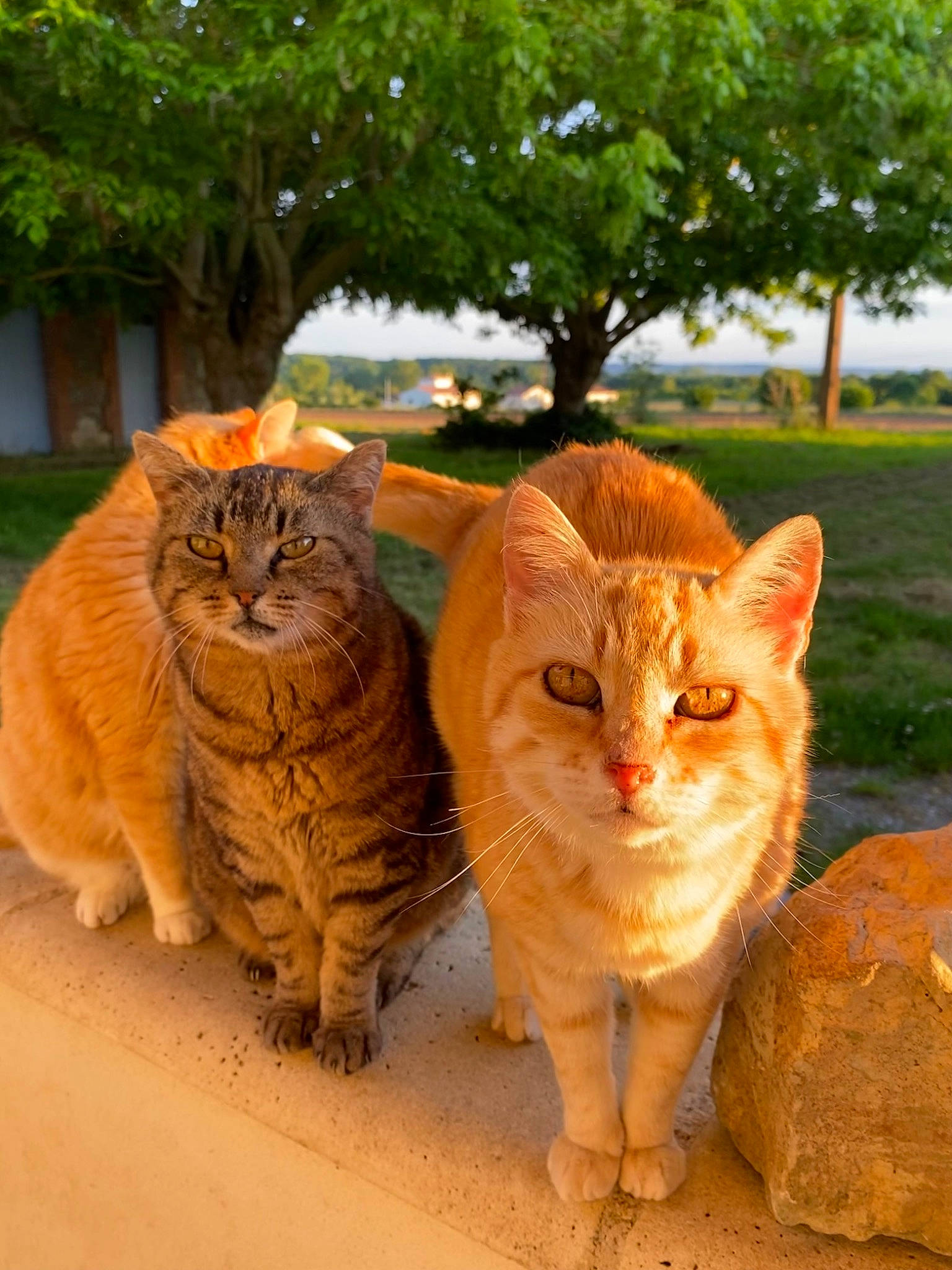 Nenette participe au concours pour gagner de l'argent avec cette photo : carnivore, cat, comfort, fawn, felidae, fur, grass, groundcover, plant, sitting, small_to_medium_sized_cats, snout, tail, terrestrial_animal, tree, whiskers, wildlife, window, wood