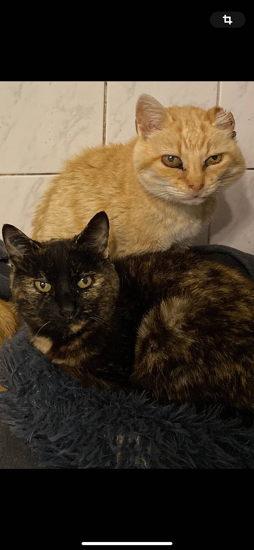 Nenette a rejoint le concours — aidez-le/la à gagner de superbes lots ! box, carnivore, cat, cat_supply, claw, comfort, domestic_short_haired_cat, fawn, felidae, fur, paw, sitting, small_to_medium_sized_cats, snout, tail, terrestrial_animal, whiskers, window