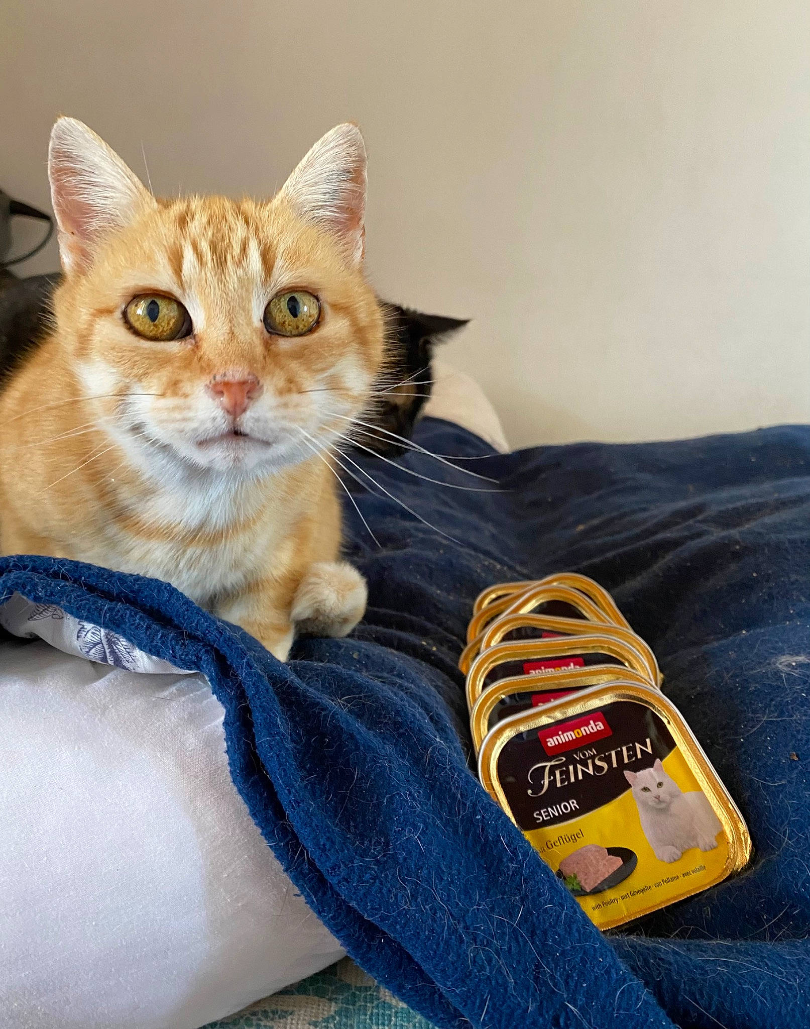 Nenette participe au concours pour gagner de l'argent avec cette photo : carmine, carnivore, cat, comfort, couch, domestic_short_haired_cat, electric_blue, fawn, felidae, foot, fur, human_leg, linens, paw, sitting, small_to_medium_sized_cats, sportswear, tail, walking_shoe, whiskers