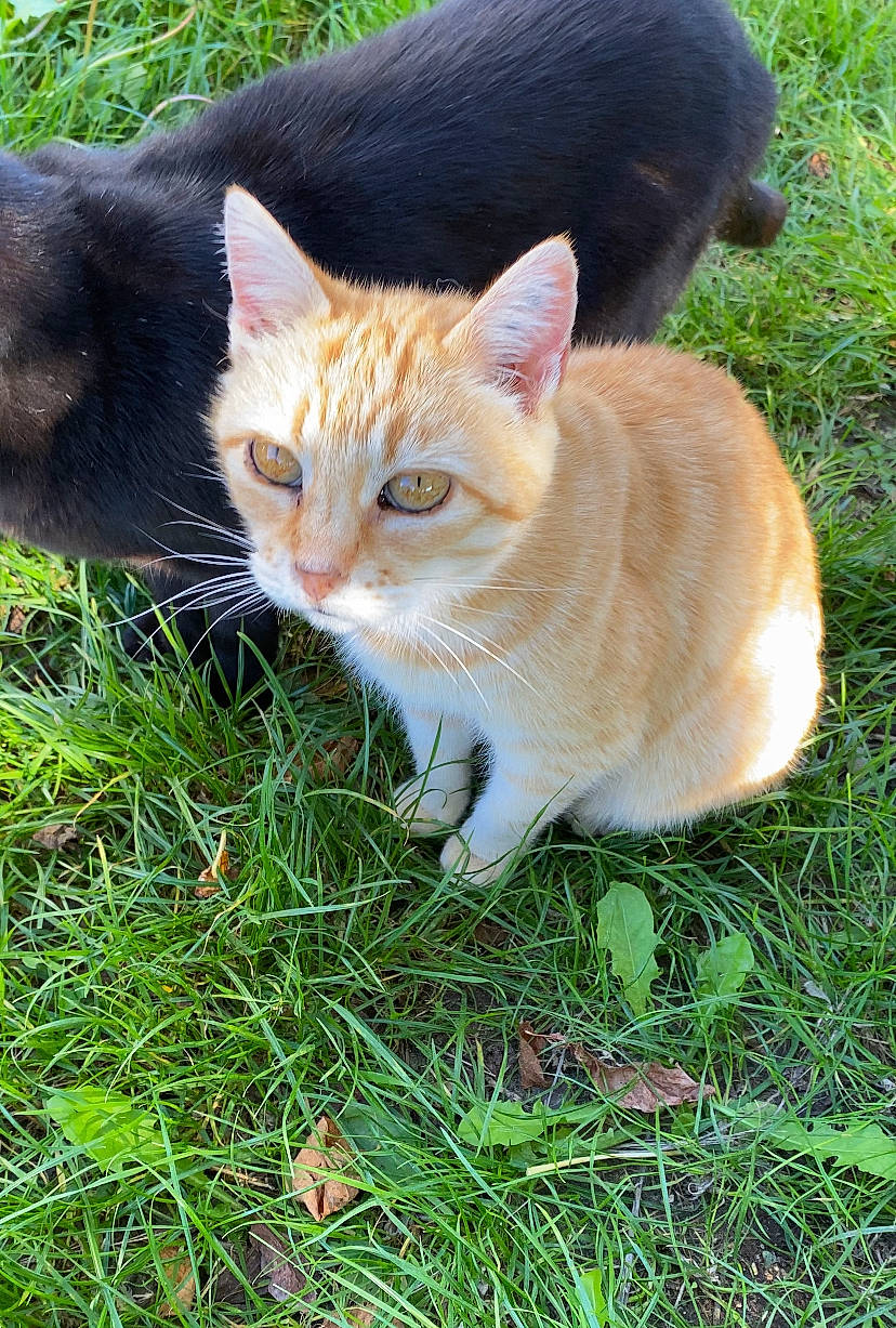 Nenette a rejoint le concours — aidez-le/la à gagner de superbes lots ! carnivore, cat, domestic_short_haired_cat, fawn, felidae, fur, garden, grass, groundcover, lawn, plant, sitting, small_to_medium_sized_cats, snout, tail, terrestrial_animal, tree, whiskers, wildlife, wood