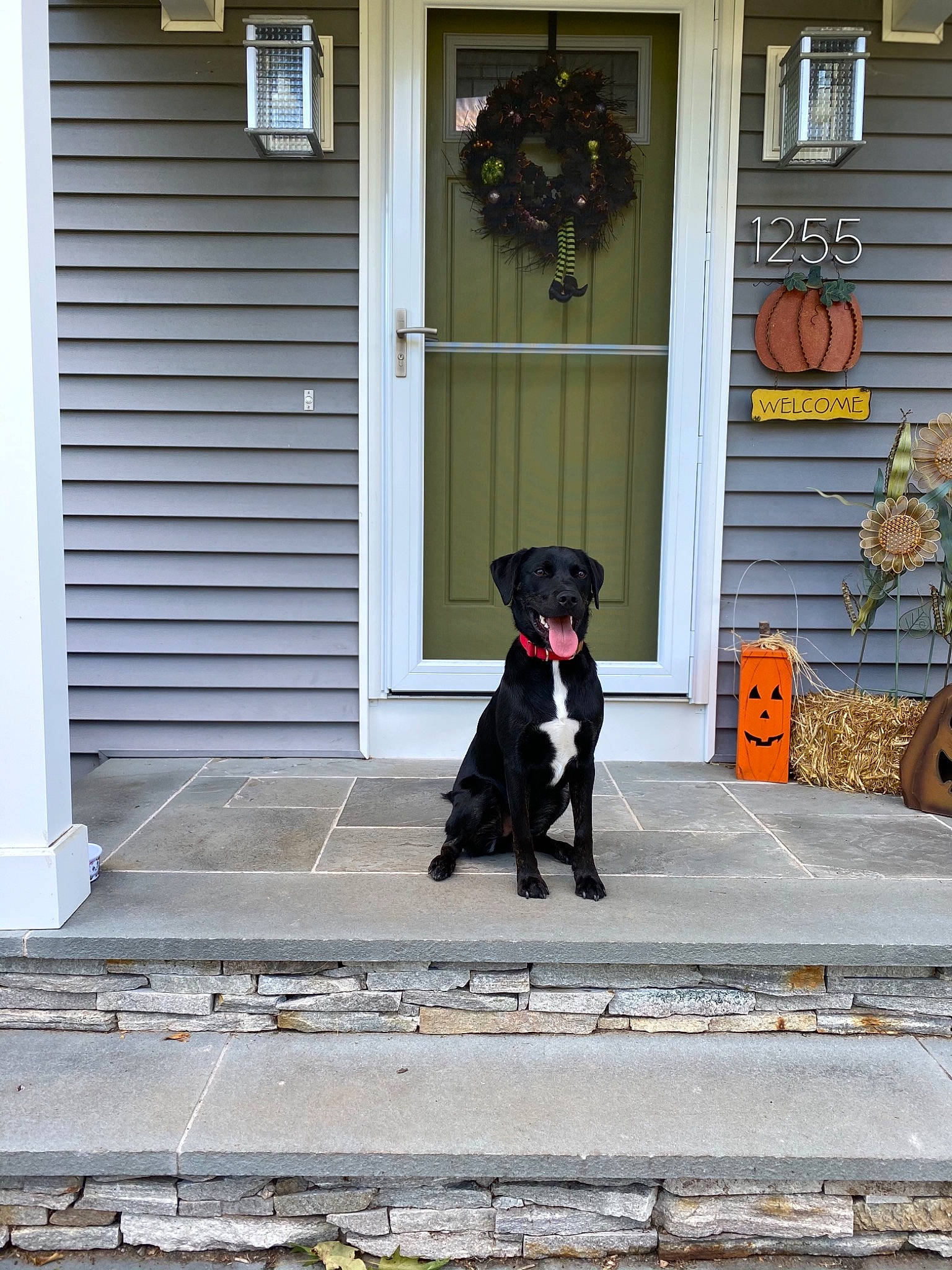 Bucky joined the competition — help win amazing prizes! canidae, carnivore, dog, dog_breed, door, giant_schnauzer, guard_dog, home, house, leash, miniature_schnauzer, patterdale_terrier, porch, schnauzer, sporting_group, table