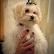 Comète a rejoint le concours — aidez-le/la à gagner de superbes lots ! dog, fluffy, white_dog, pet, indoor, hand, black_nails, rings, bow, cute, animal, fur, portrait, small_dog, holding, fingers, domestic, companion, cute_pet, indoors