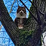 animal, bare_branches, branches, brown_cat, cat, curious, daylight, fluffy_cat, fur, moss, nature, outdoor, perched, pet, regal, sky, tree, white_paws, wildlife, wood