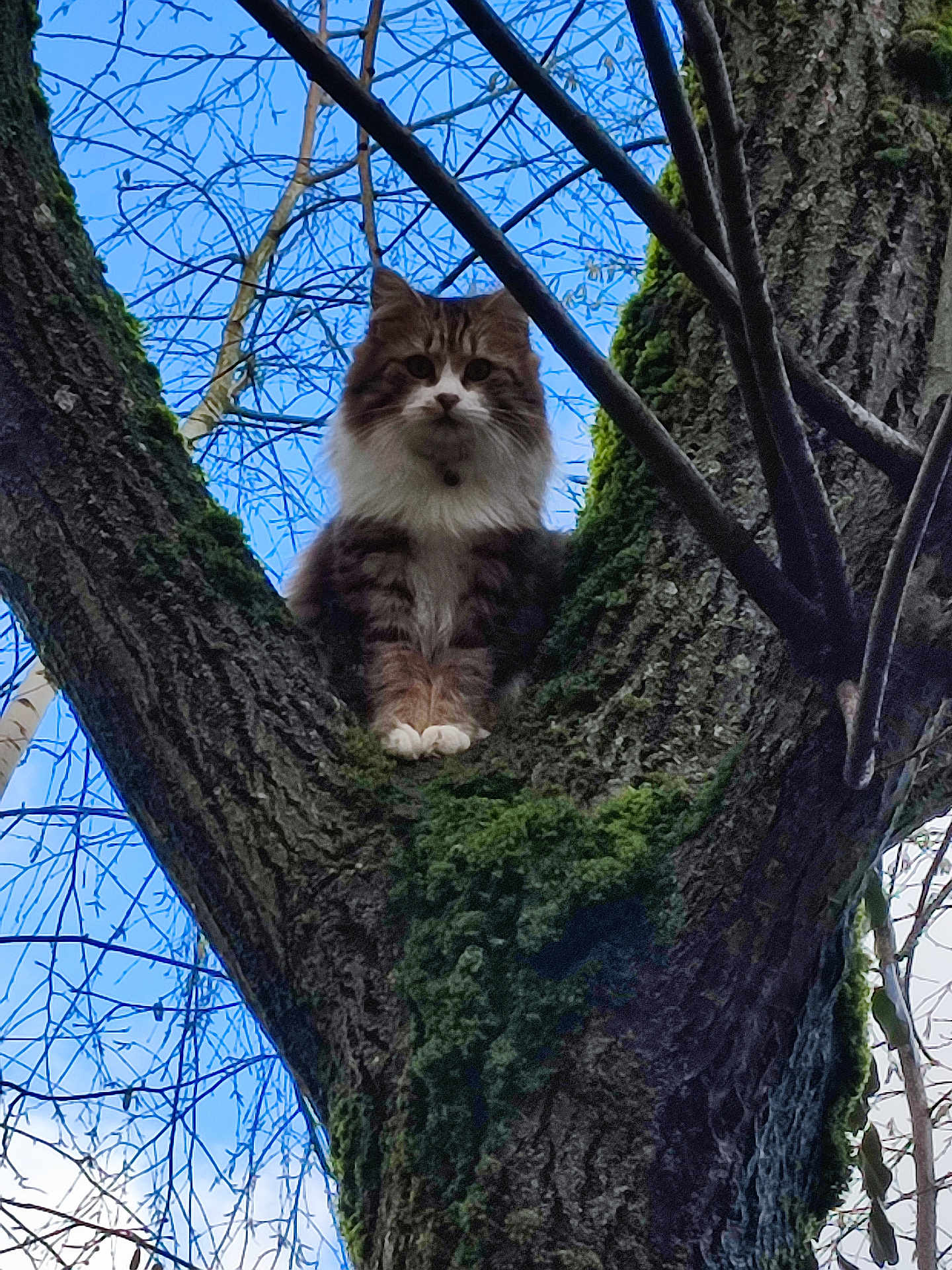Rambo