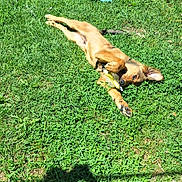 Oxo participe au concours pour gagner de l'argent avec cette photo : dog, grass, toy, outdoor, sunlight, shadow, blue_chair, playful, pet, greenery, summer, relaxed, ear_flopped, chewing, backyard, nature, animal, daytime, casual, lying_down