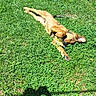 dog, grass, toy, outdoor, sunlight, shadow, blue_chair, playful, pet, greenery, summer, relaxed, ear_flopped, chewing, backyard, nature, animal, daytime, casual, lying_down