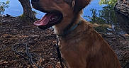 Oxo a rejoint le concours — aidez-le/la à gagner de superbes lots ! dog, canine, sitting, tongue_out, collar, lake, water, trees, nature, outdoor, reflection, sunlight, earth, leaves, rope, happy, pet, animal, daytime, forest