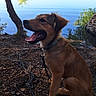 dog, canine, sitting, tongue_out, collar, lake, water, trees, nature, outdoor, reflection, sunlight, earth, leaves, rope, happy, pet, animal, daytime, forest