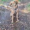 Oxo participe au concours pour gagner de l'argent avec cette photo : dog, muddy, forest, trail, dirt, leaves, twigs, outdoor, animal, pet, nature, sunlight, greenery, curious, guilty, young_dog, sitting, ears, fur, canine