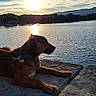 Oxo a rejoint le concours — aidez-le/la à gagner de superbes lots ! dog, sunset, lake, water, stone_ledge, reflection, sky, clouds, outdoor, nature, animal, peaceful, silhouette, collar, leash, landscape, evening, trees, horizon, mountains