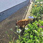 Pumpkin is registered to the contest to win money with this photo: animal, bushes, cat, curious, daylight, fence, flora, flower, garden, greenery, nature, orange_tabby, outdoor, pathway, pet, plants, shadows, summer, sunlight, wall