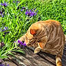Pumpkin joined the competition — help win amazing prizes! animal, cat, closeup, curious, daylight, flower, ginger_cat, grass, greenery, leaf, nature, outdoor, pet, plant, purple_flower, striped, sunlight, tail, whiskers, wooden_deck