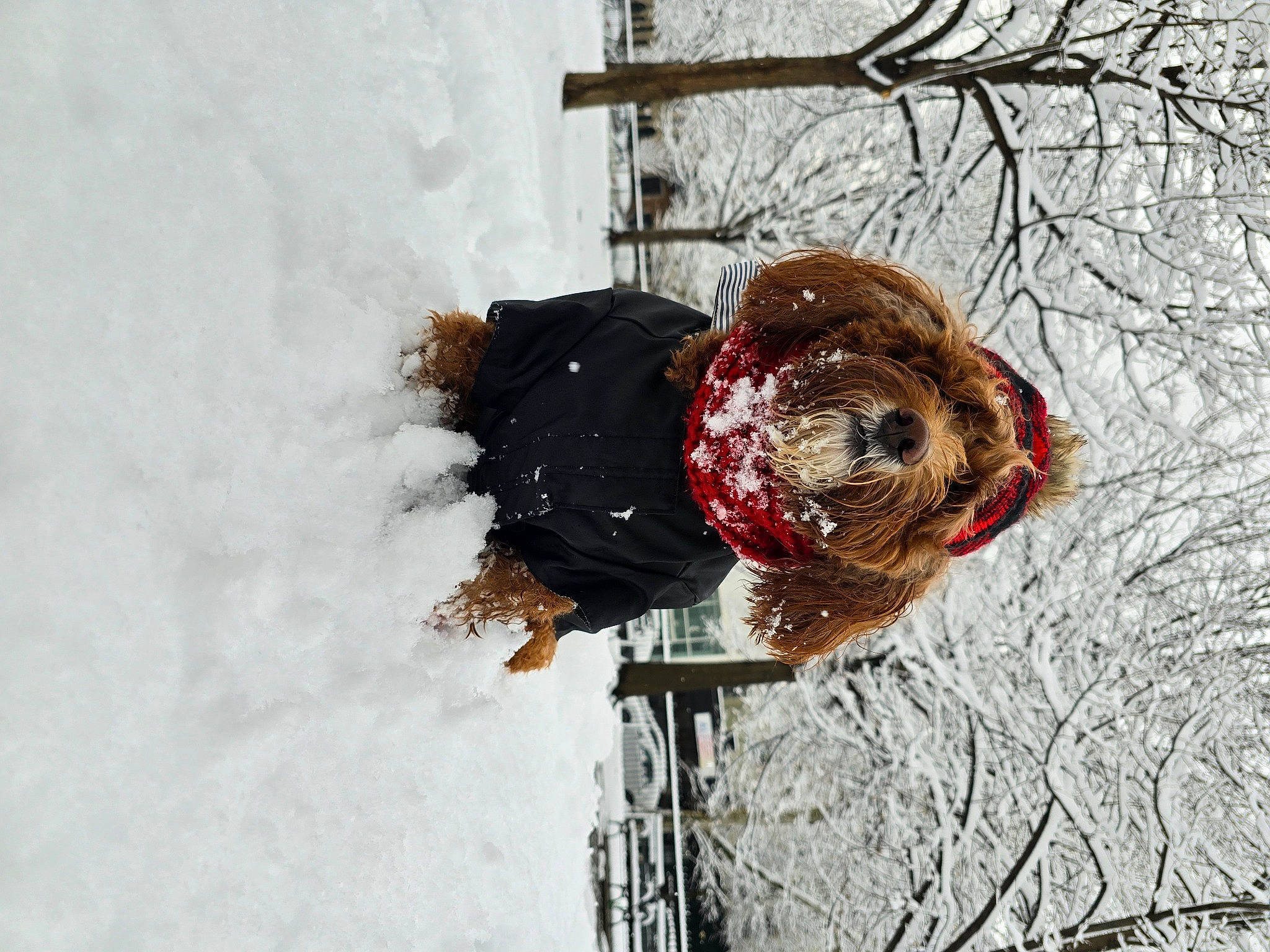 Roxie joined the competition — help win amazing prizes! bird, feather, freezing, fur, galliformes, hat, natural_material, phasianidae, precipitation, snow, sporting_group, tire, tree, twig, window, winter