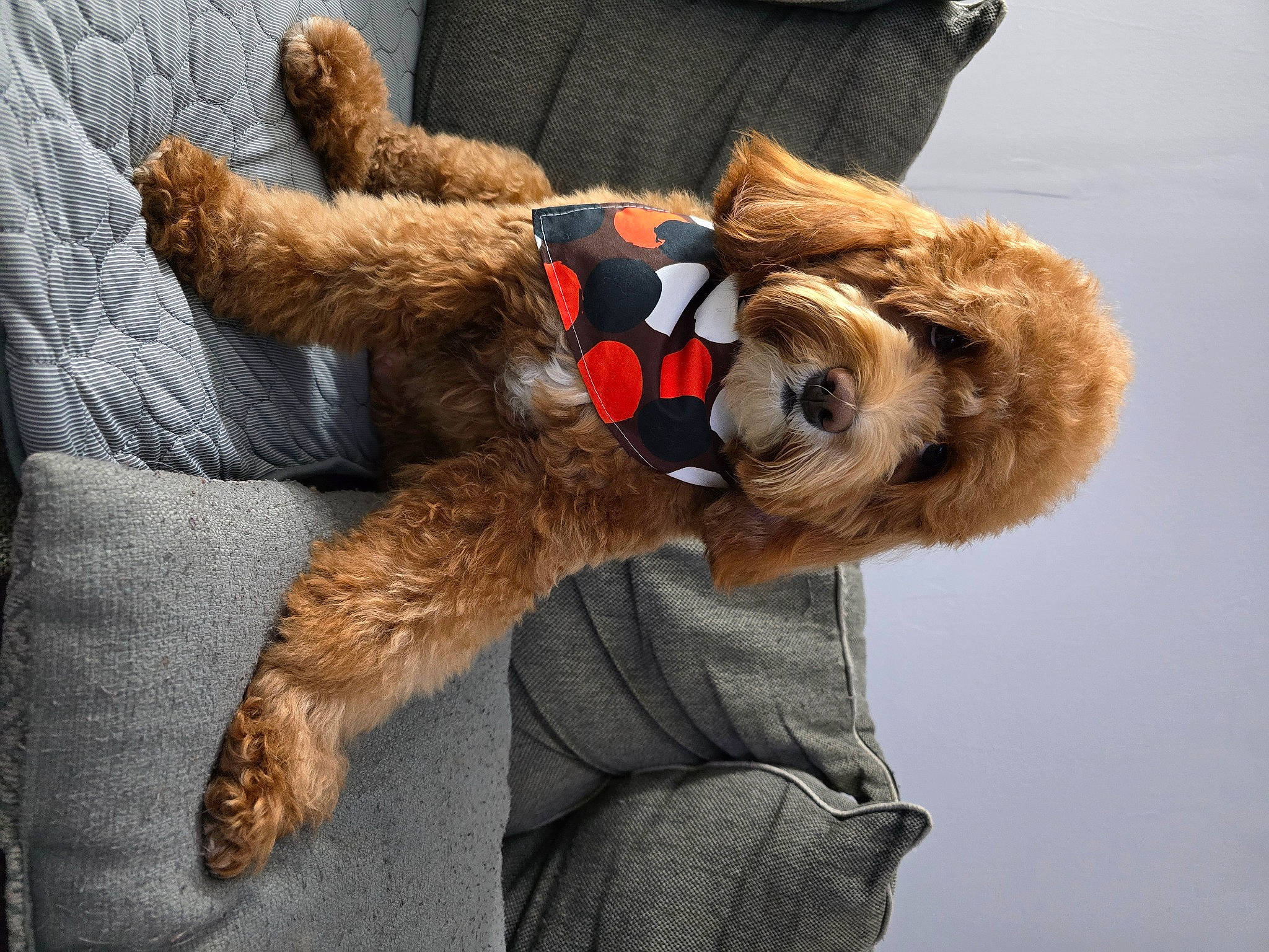 Roxie is registered to the contest to win money with this photo: carnivore, comfort, companion_dog, dog_breed, eyewear, fawn, felidae, fur_clothing, gesture, glasses, plush, small_to_medium_sized_cats, snout, stuffed_toy, sunglasses, tail, teddy_bear, textile, toy, whiskers