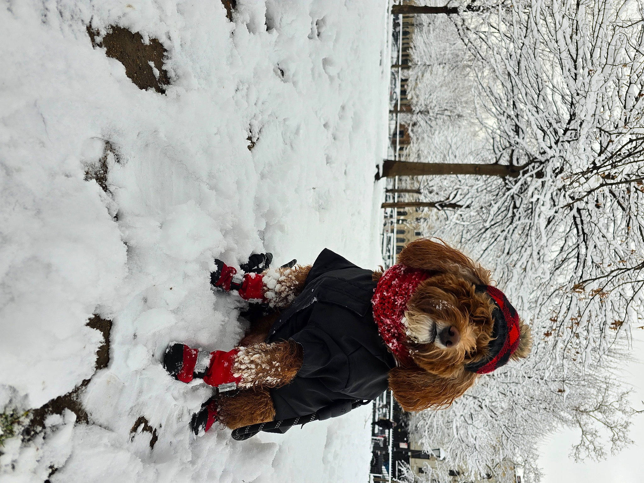 Roxie joined the competition — help win amazing prizes! event, freezing, frost, fur, hat, plant, playing_in_the_snow, precipitation, recreation, slope, snow, tree, twig, window, winter, winter_storm, wood