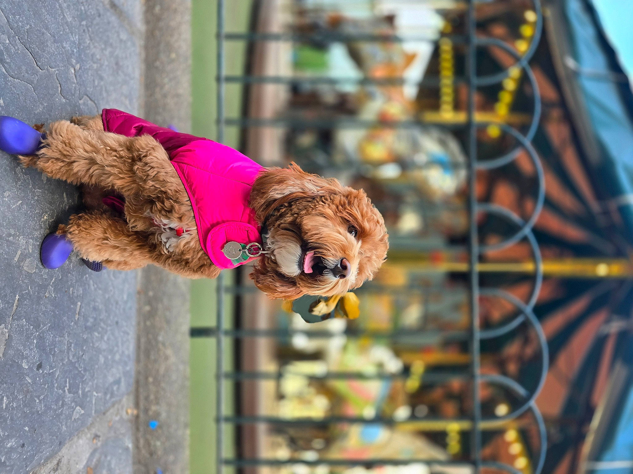 Roxie is registered to the contest to win money with this photo: canidae, fawn, fun, fur, leisure, magenta, pet_supply, recreation, rope, smile, snout, sporting_group, tree, wood