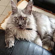 Viking participe au concours pour gagner de l'argent avec cette photo : cat, maine_coon, feline, pet, indoor, cushion, leather_chair, yellow_eyes, fluffy_fur, long_ears, whiskers, paw, relaxed, close_up, portrait, animal, domestic, fur_texture, looking_at_camera, home