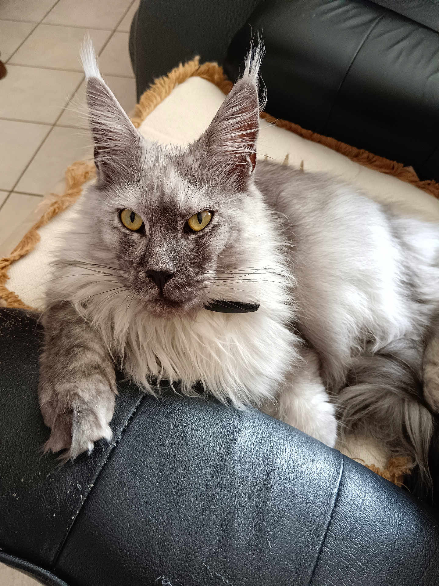 Viking participe au concours pour gagner de l'argent avec cette photo : cat, maine_coon, feline, pet, indoor, cushion, leather_chair, yellow_eyes, fluffy_fur, long_ears, whiskers, paw, relaxed, close_up, portrait, animal, domestic, fur_texture, looking_at_camera, home