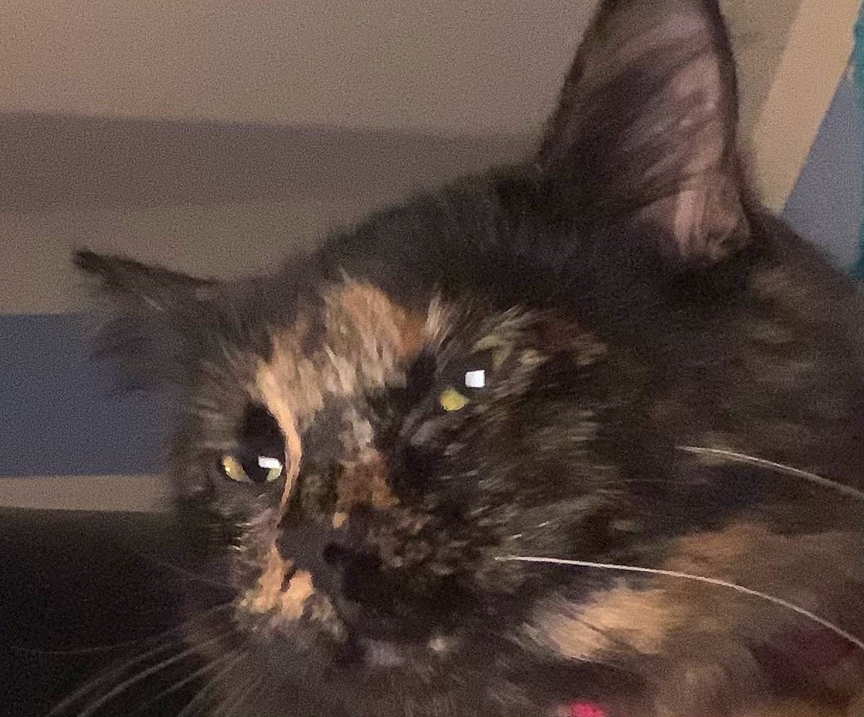 Luna joined the competition — help win amazing prizes! black_cat, bombay, carnivore, cat, comfort, domestic_short_haired_cat, ear, eye, felidae, fur, hair, head, paw, sitting, small_to_medium_sized_cats, snout, terrestrial_animal, whiskers, window