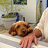 dog, brown_dog, table, striped_tablecloth, hand, paws, potted_plant, outdoor, garden_hose, wall, person, hopeful, pet, animal, curious, resting, furry, closeup, casual, daylight