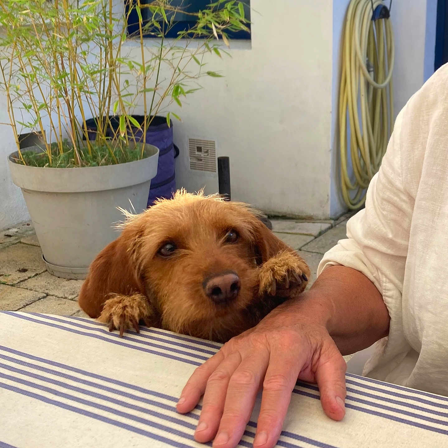 Suzon participe au concours pour gagner de l'argent avec cette photo : dog, brown_dog, table, striped_tablecloth, hand, paws, potted_plant, outdoor, garden_hose, wall, person, hopeful, pet, animal, curious, resting, furry, closeup, casual, daylight